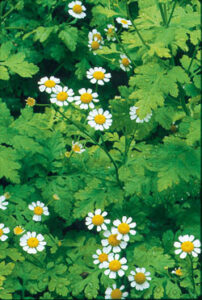 Herbs for Health: Remedies for Arthritis Image